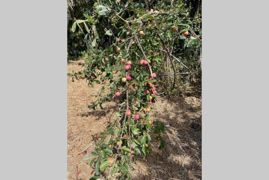 הוילה San Andrés Casa Rural Febles מראה חיצוני תמונה